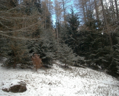 1984368_orig